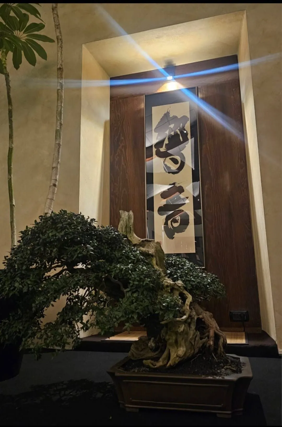 Un bonsai davanti alla calligrafia